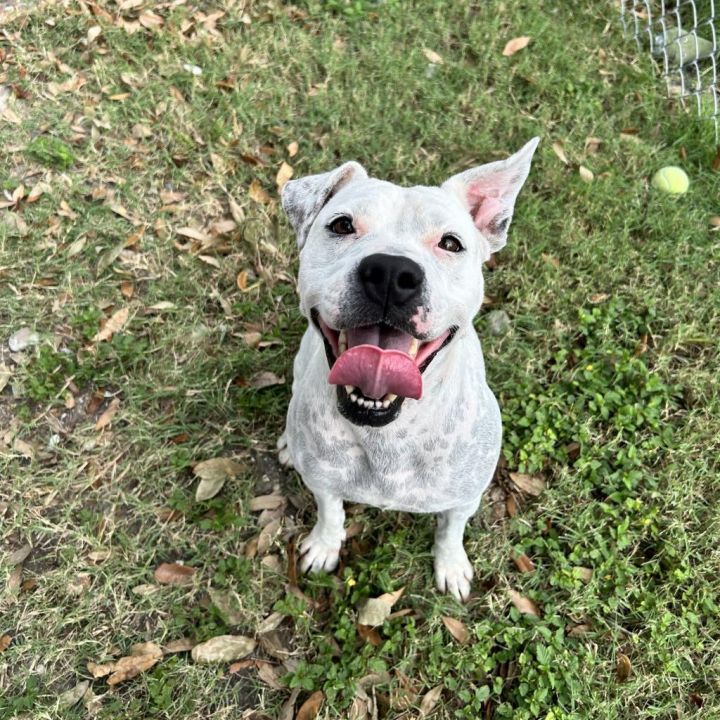Mrs. Spots 1