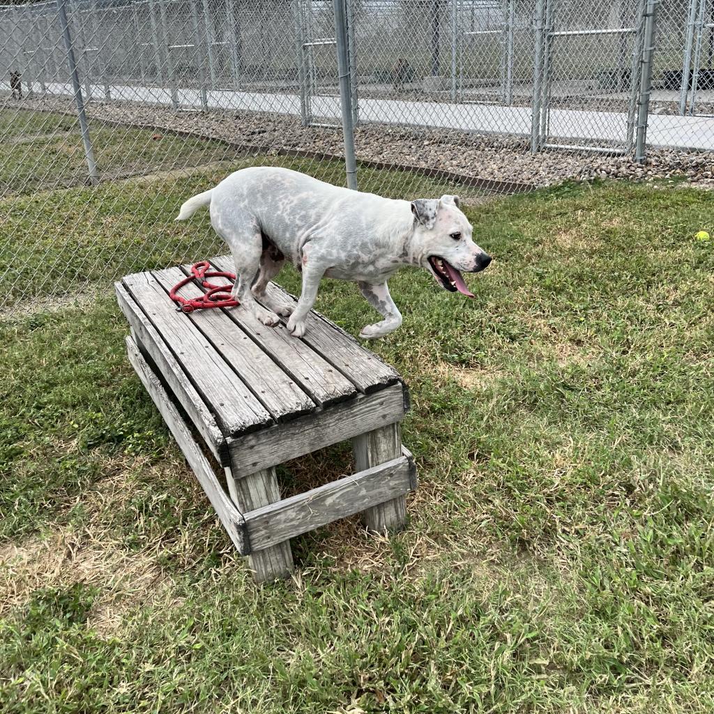 Mrs. Spots