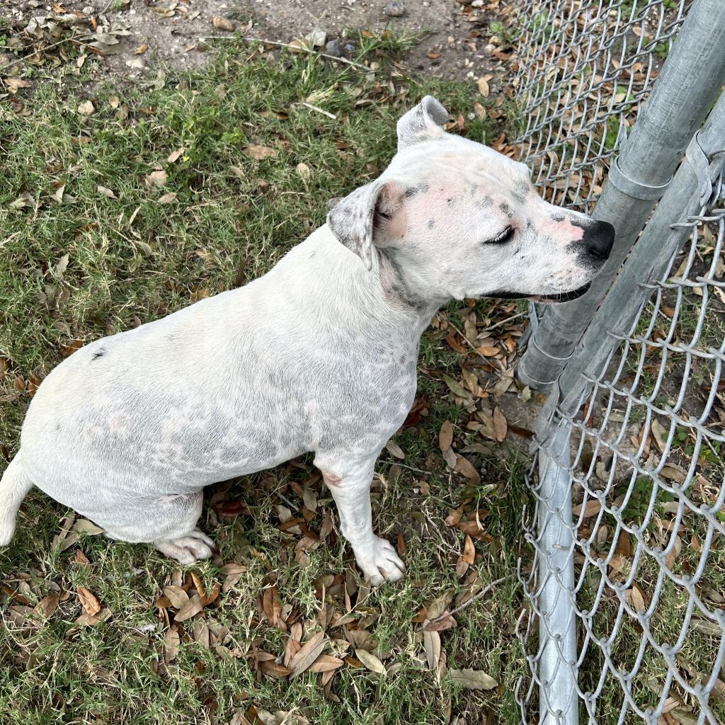 Mrs. Spots