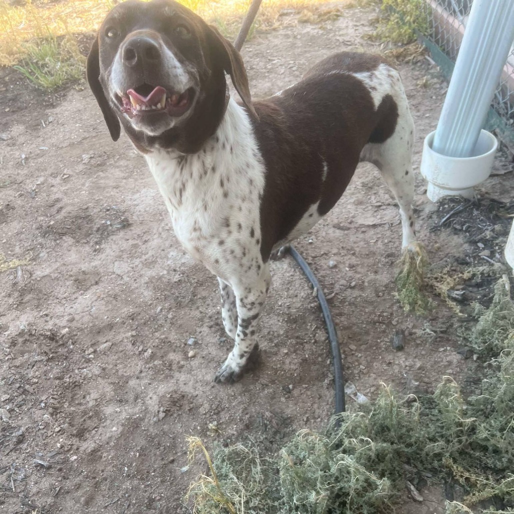 Turtle, an adoptable German Shorthaired Pointer in Garden City, KS, 67846 | Photo Image 1