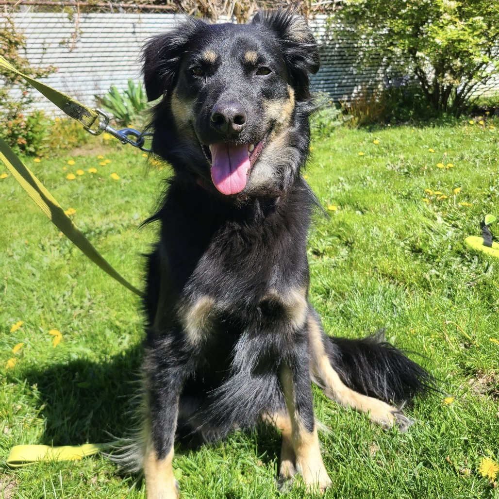 Lulu, an adoptable Shepherd, Mixed Breed in Bend, OR, 97702 | Photo Image 1