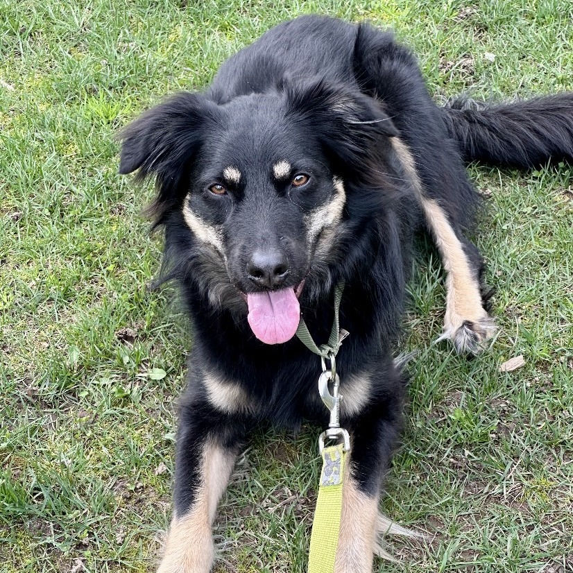 Lulu, an adoptable Shepherd, Mixed Breed in Bend, OR, 97702 | Photo Image 1