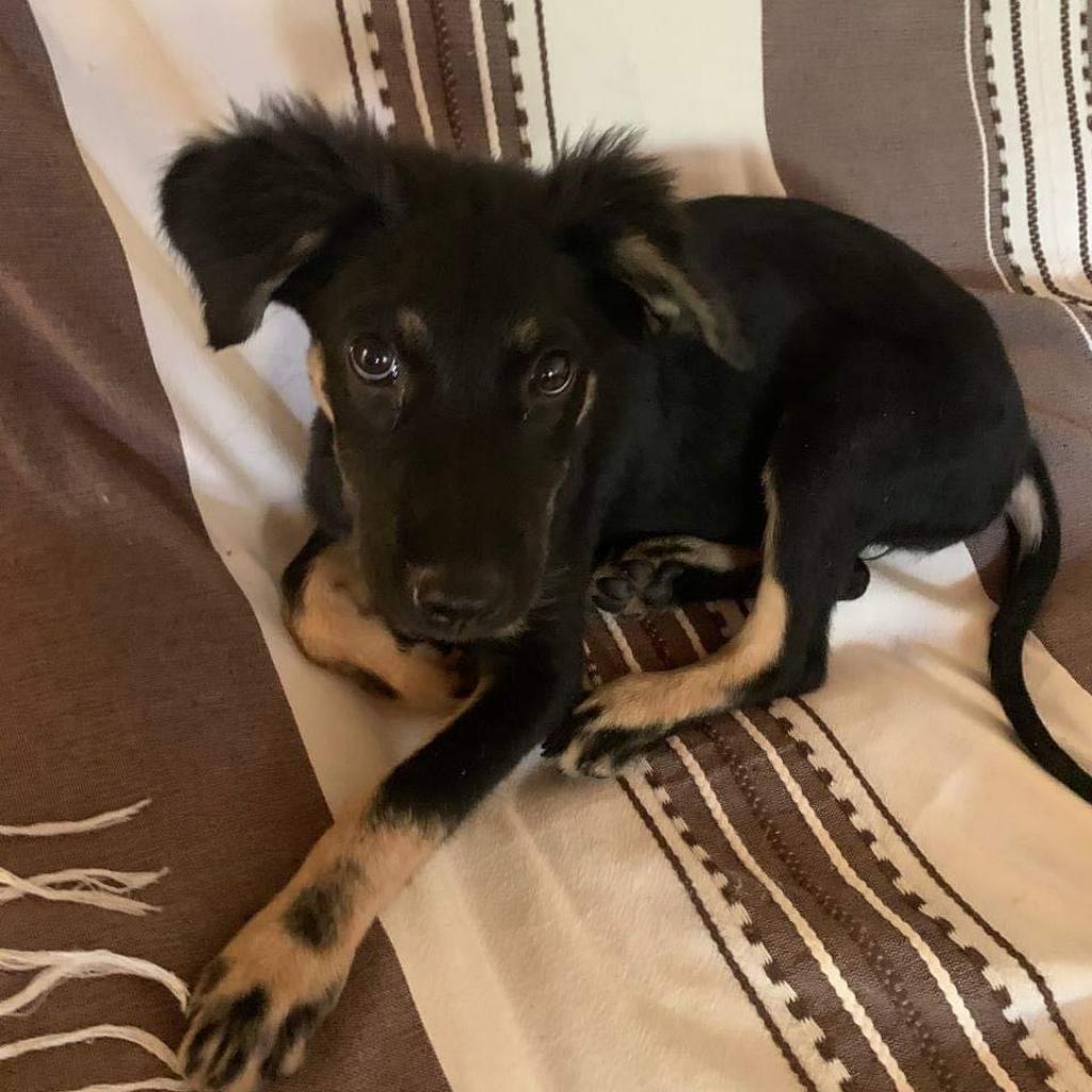 Lulu, an adoptable Shepherd, Mixed Breed in Bend, OR, 97702 | Photo Image 2