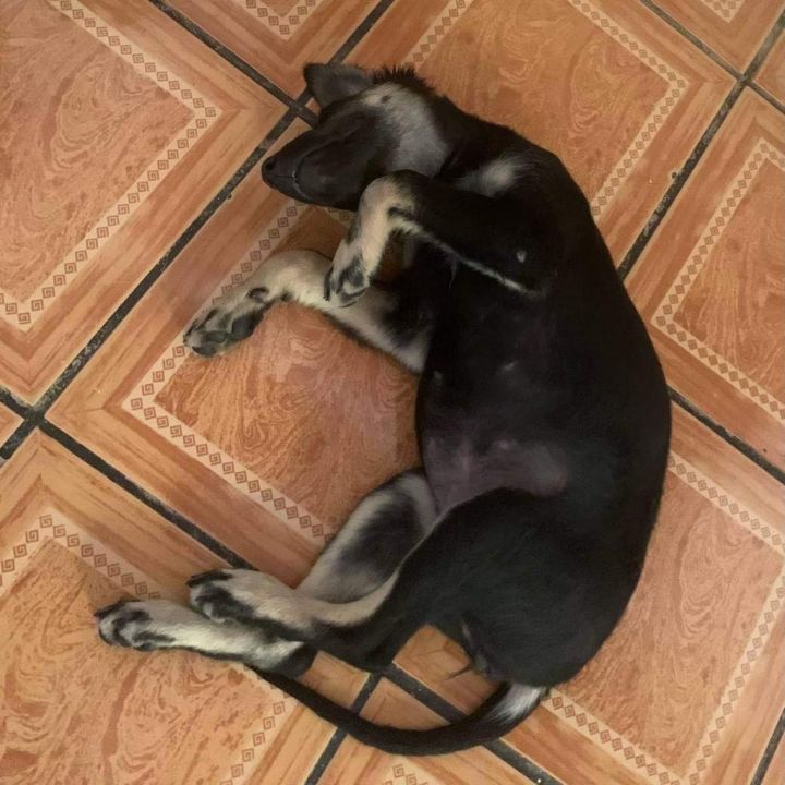 Lulu 5
