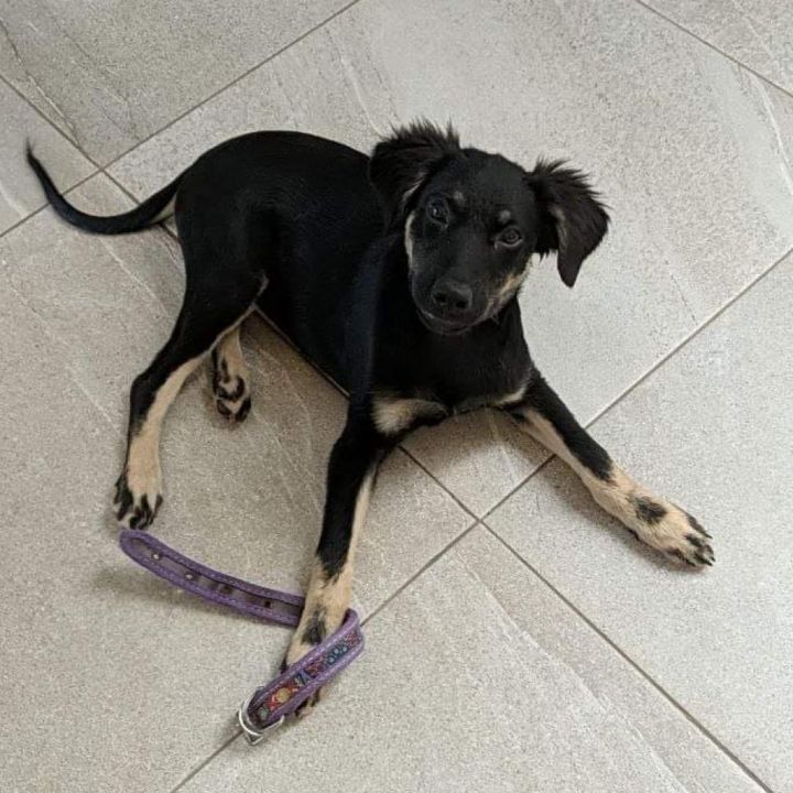 Lulu 6