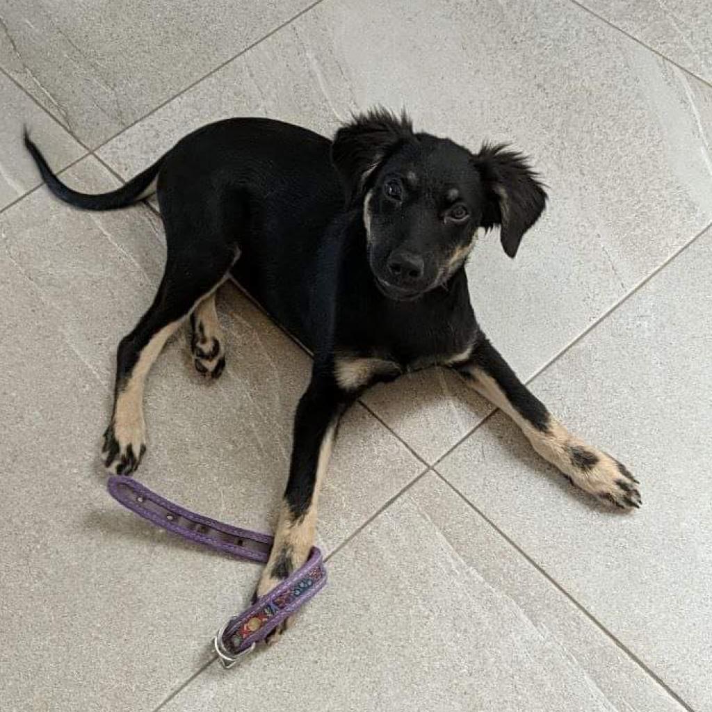 Lulu, an adoptable Shepherd, Mixed Breed in Bend, OR, 97702 | Photo Image 6
