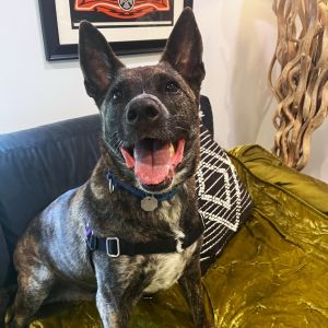 Penny is a fun and spunky young Australian Cattle DogShepherd mix with the most beautiful brindle c