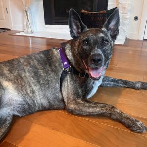 Penny is a fun and spunky young Australian Cattle DogShepherd mix with the most beautiful brindle c