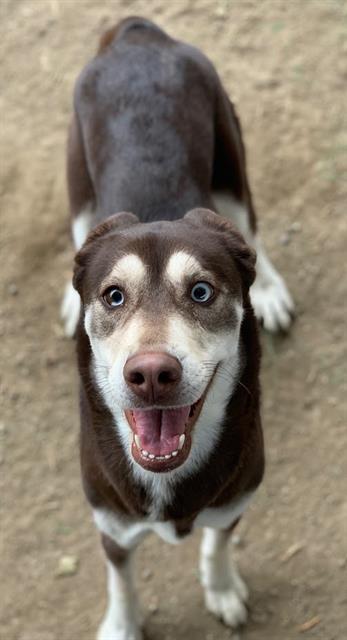 Dog