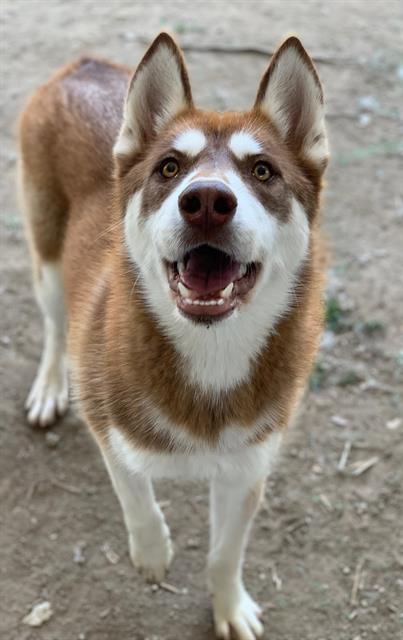 Dog
