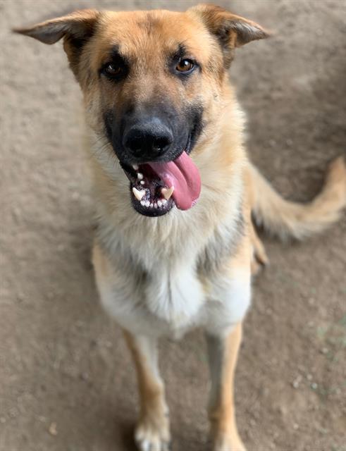 Dog