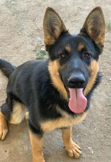 Dog