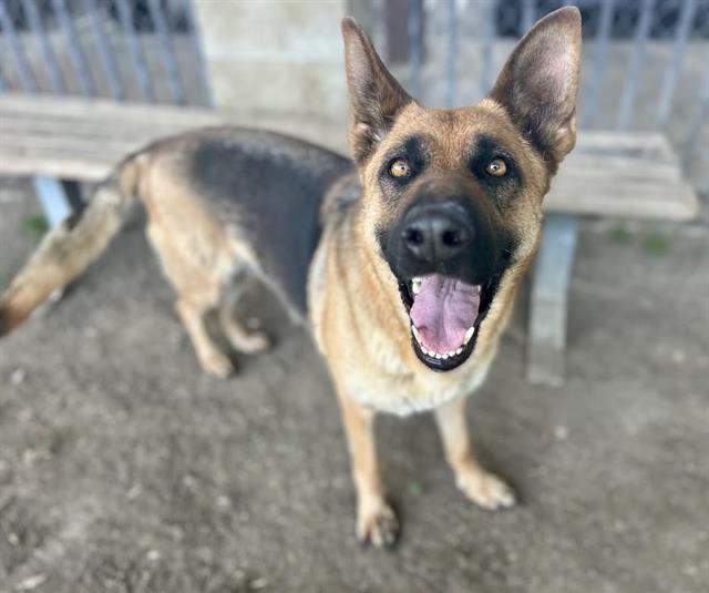Dog