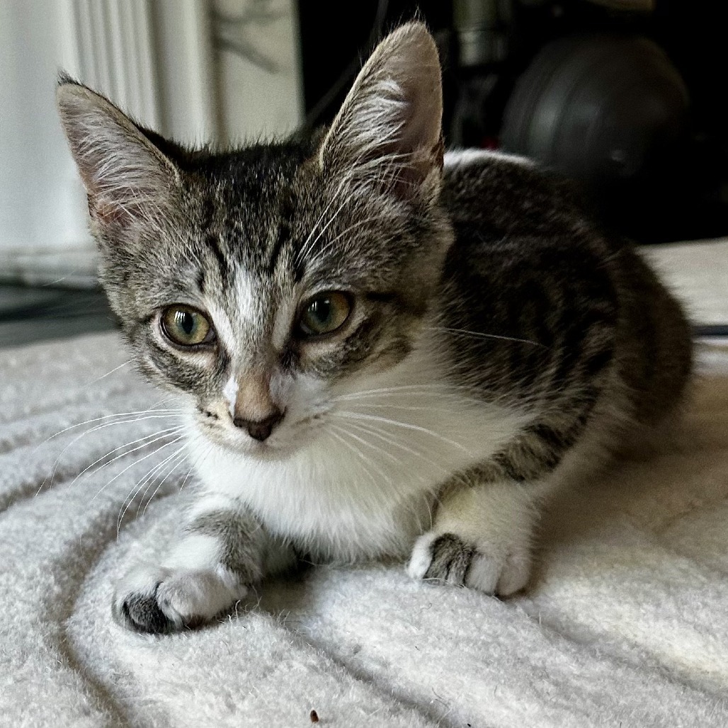 Ramona