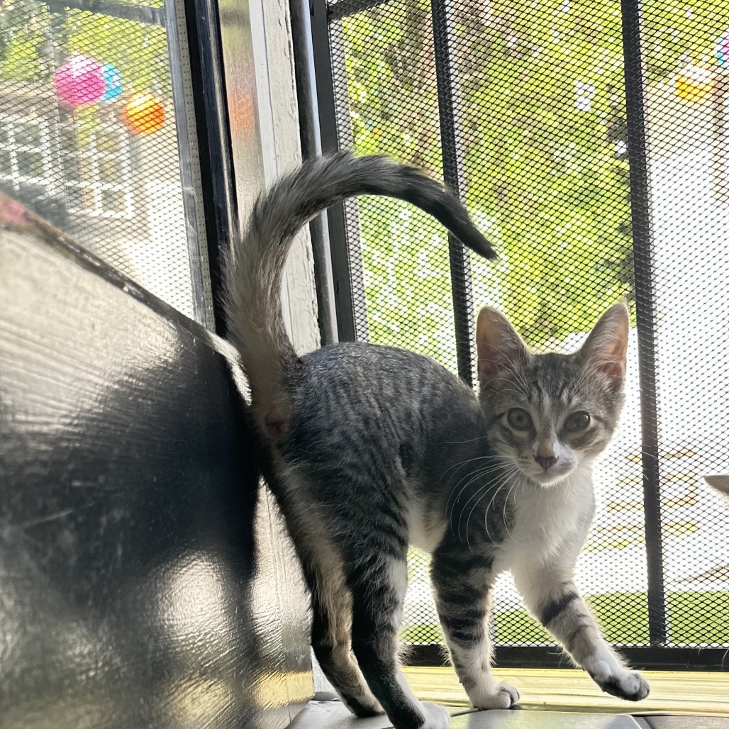 Ramona
