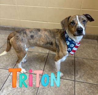 Triton 122875