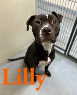 Lilly 124567
