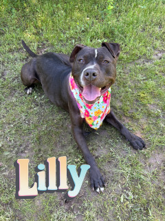 Lilly 124567