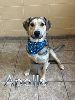 Apollo 32503