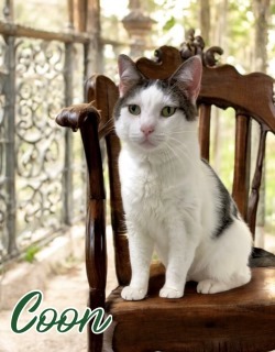 Coon 32492
