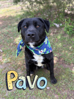 Pavo 124644