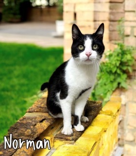 Norman 32498
