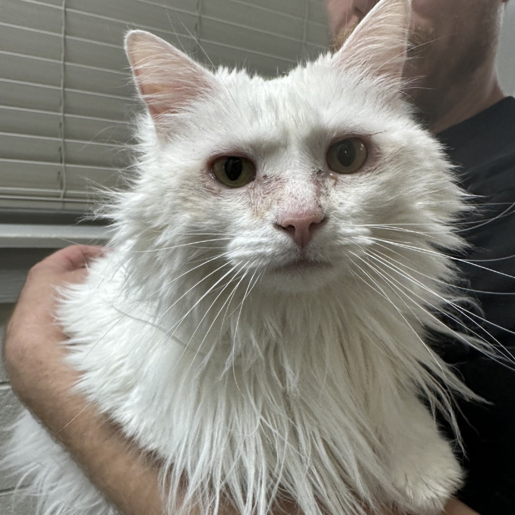 Chloe, an adoptable Ragamuffin in Blue Ridge, GA, 30513 | Photo Image 1