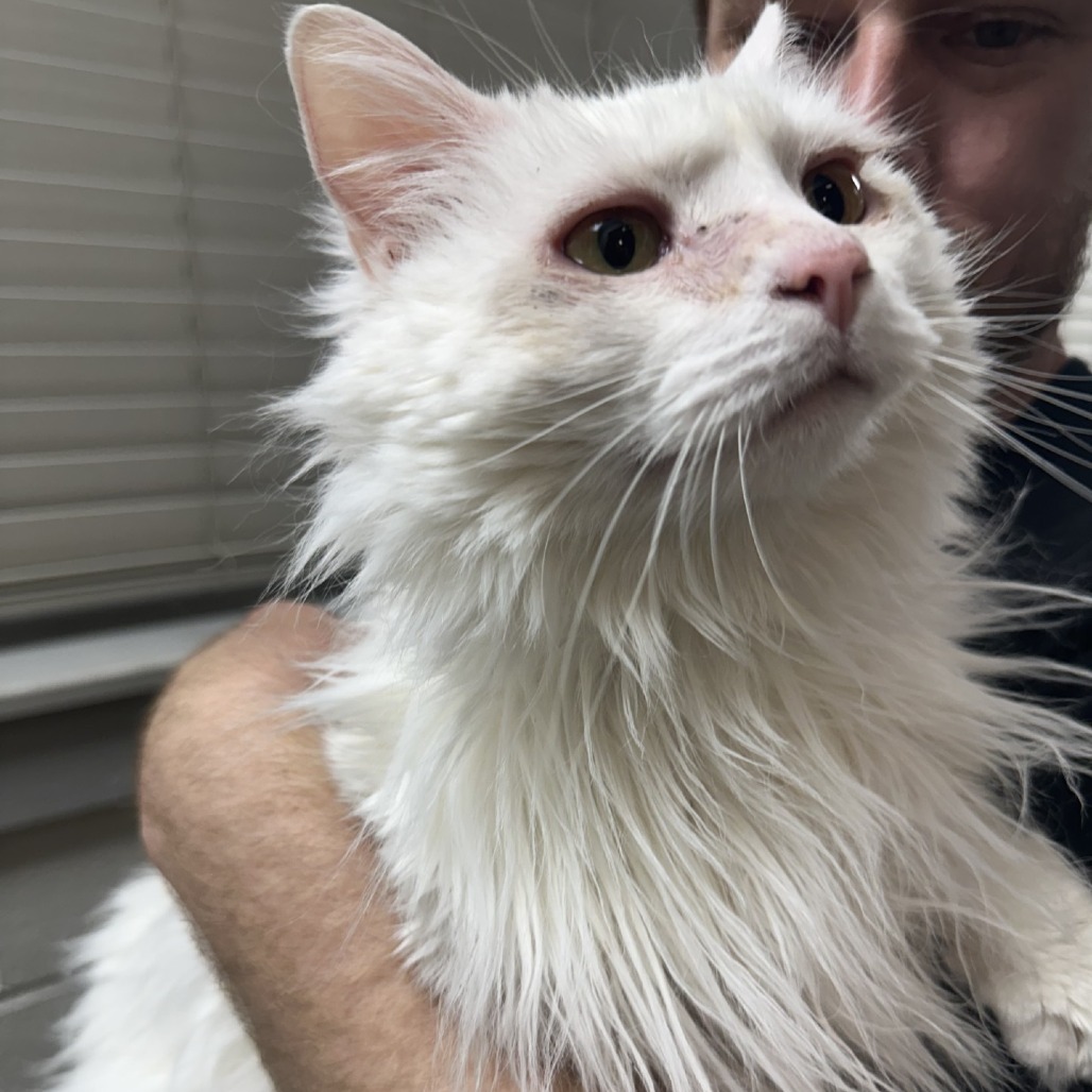 Chloe, an adoptable Ragamuffin in Blue Ridge, GA, 30513 | Photo Image 2