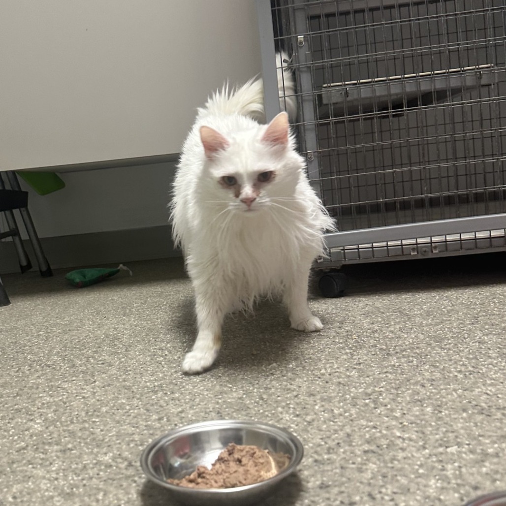 Chloe, an adoptable Ragamuffin in Blue Ridge, GA, 30513 | Photo Image 3
