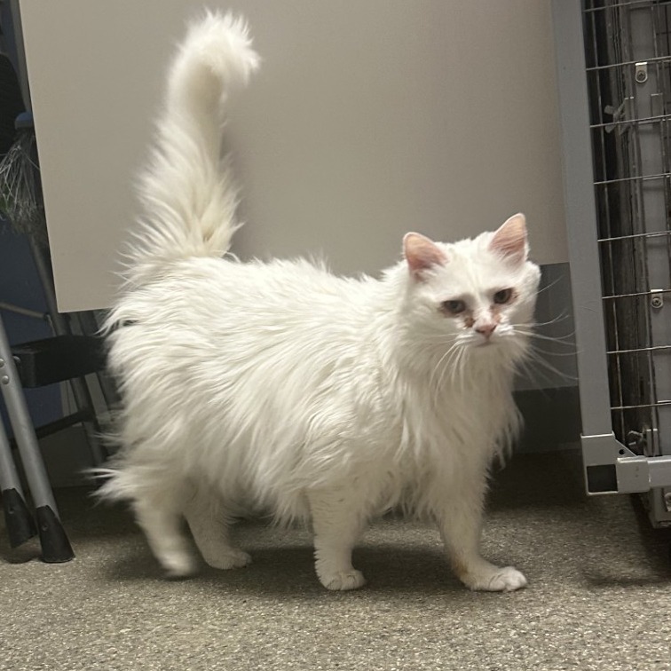 Chloe, an adoptable Ragamuffin in Blue Ridge, GA, 30513 | Photo Image 4