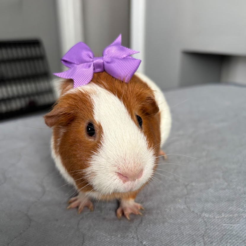 Turbopig