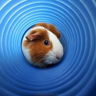 Turbopig