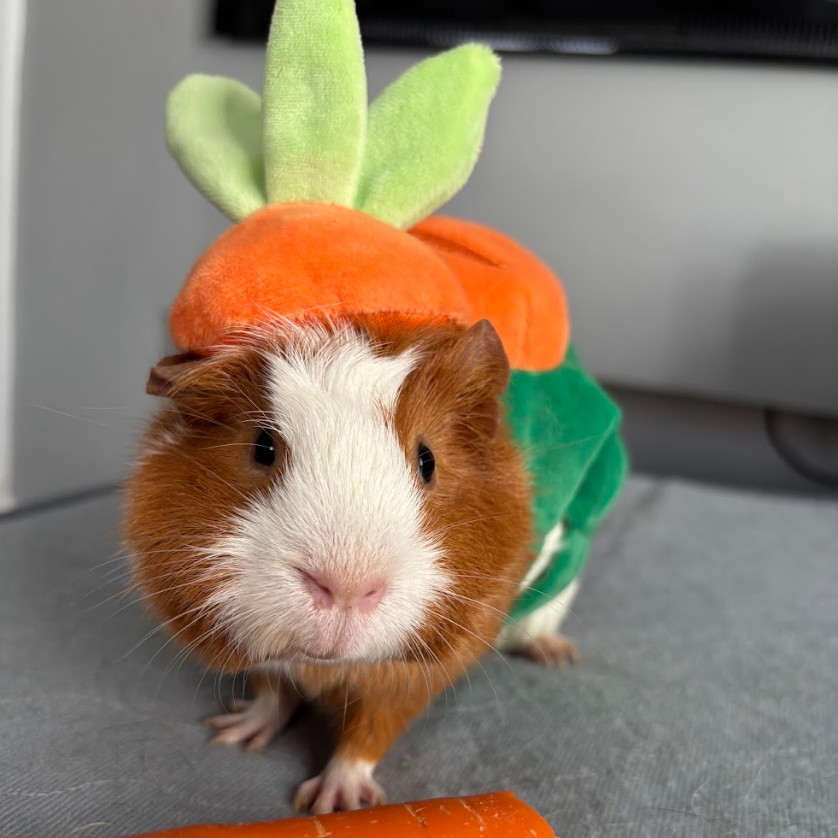 Turbopig