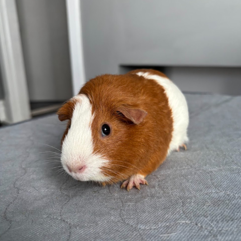 Turbopig