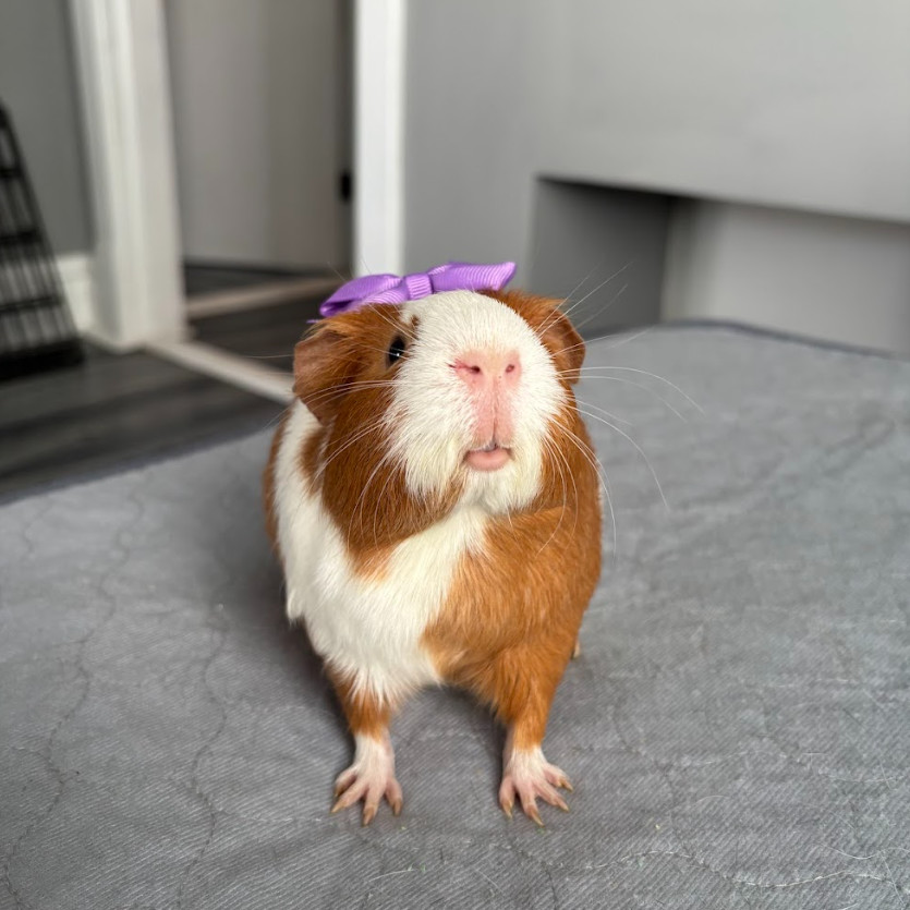Turbopig
