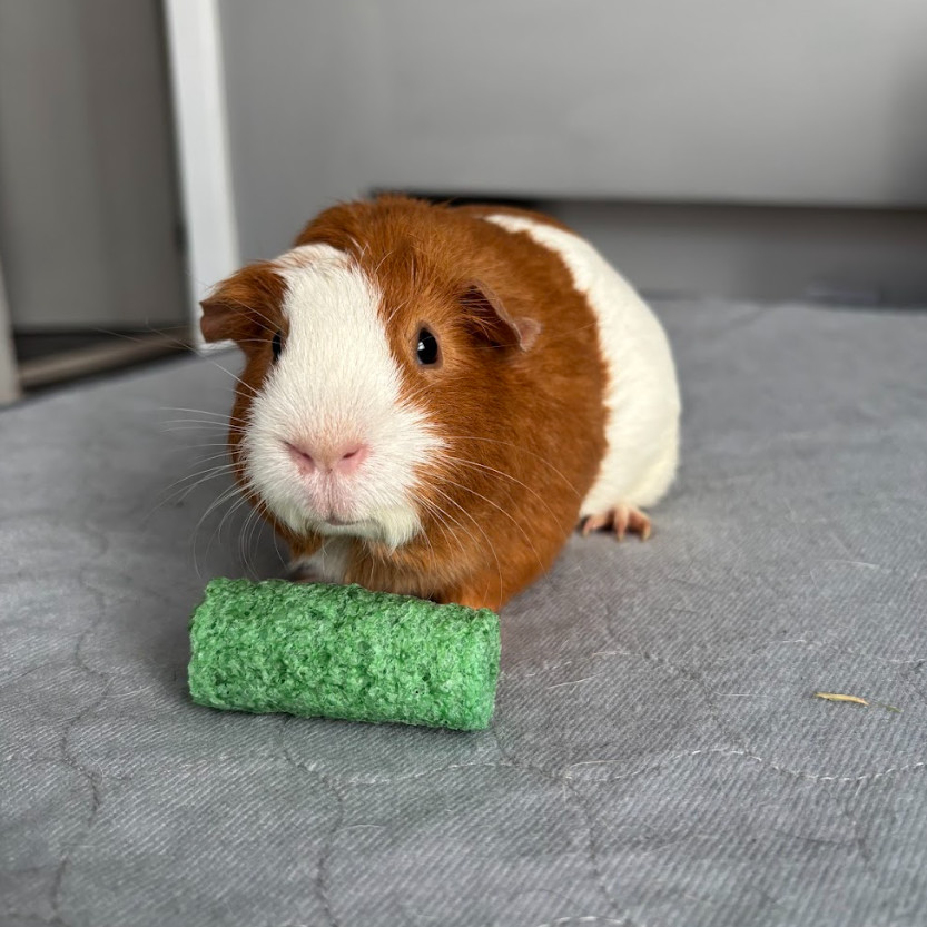 Turbopig