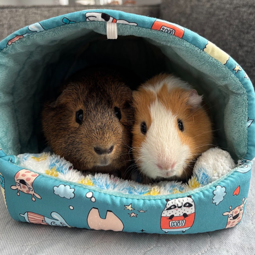 Popcorn & Double Stuff - We're a bonded pair!
