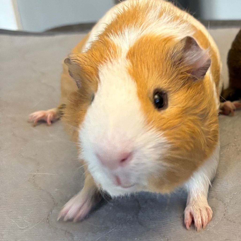 Popcorn & Double Stuff - We're a bonded pair!