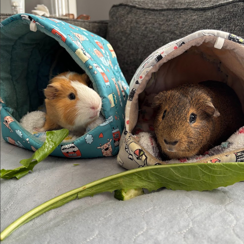 Popcorn & Double Stuff - We're a bonded pair!