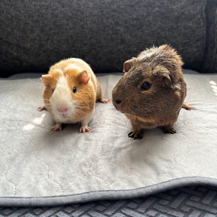 Popcorn & Double Stuff - We're a bonded pair!