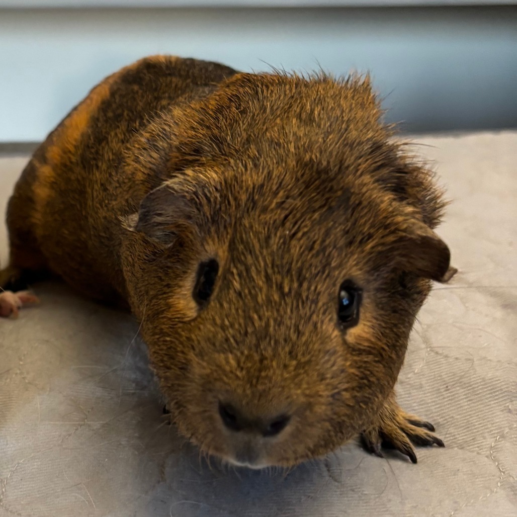 Popcorn & Double Stuff - We're a bonded pair!
