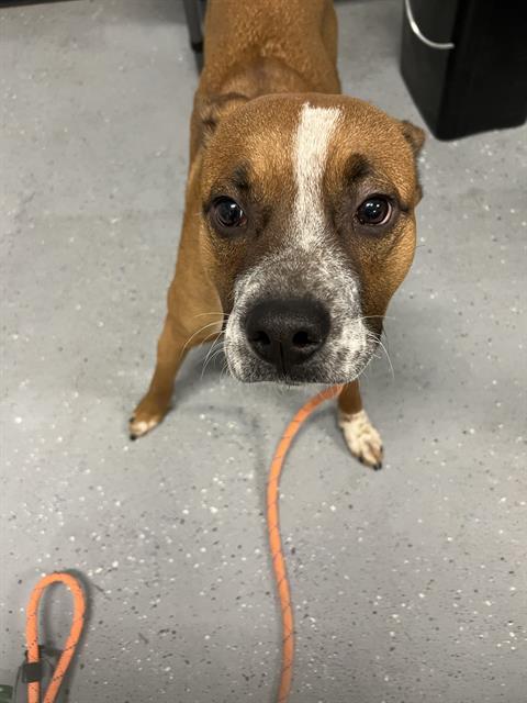 JAMES, an adoptable Pit Bull Terrier, Mixed Breed in Casper, WY, 82601 | Photo Image 1