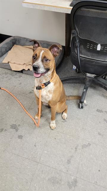 JAMES, an adoptable Pit Bull Terrier, Mixed Breed in Casper, WY, 82601 | Photo Image 1