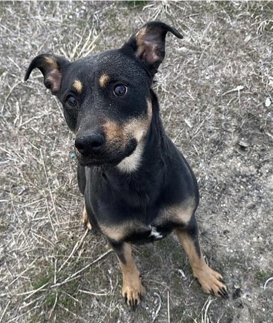 CAMIE, an adoptable Rottweiler, Mixed Breed in Casper, WY, 82601 | Photo Image 1