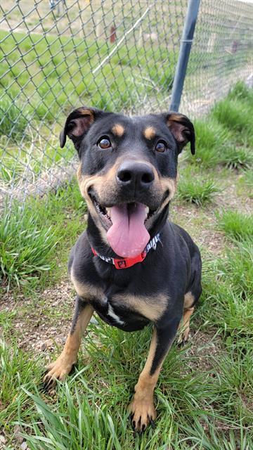 CAMIE, an adoptable Rottweiler, Mixed Breed in Casper, WY, 82601 | Photo Image 1