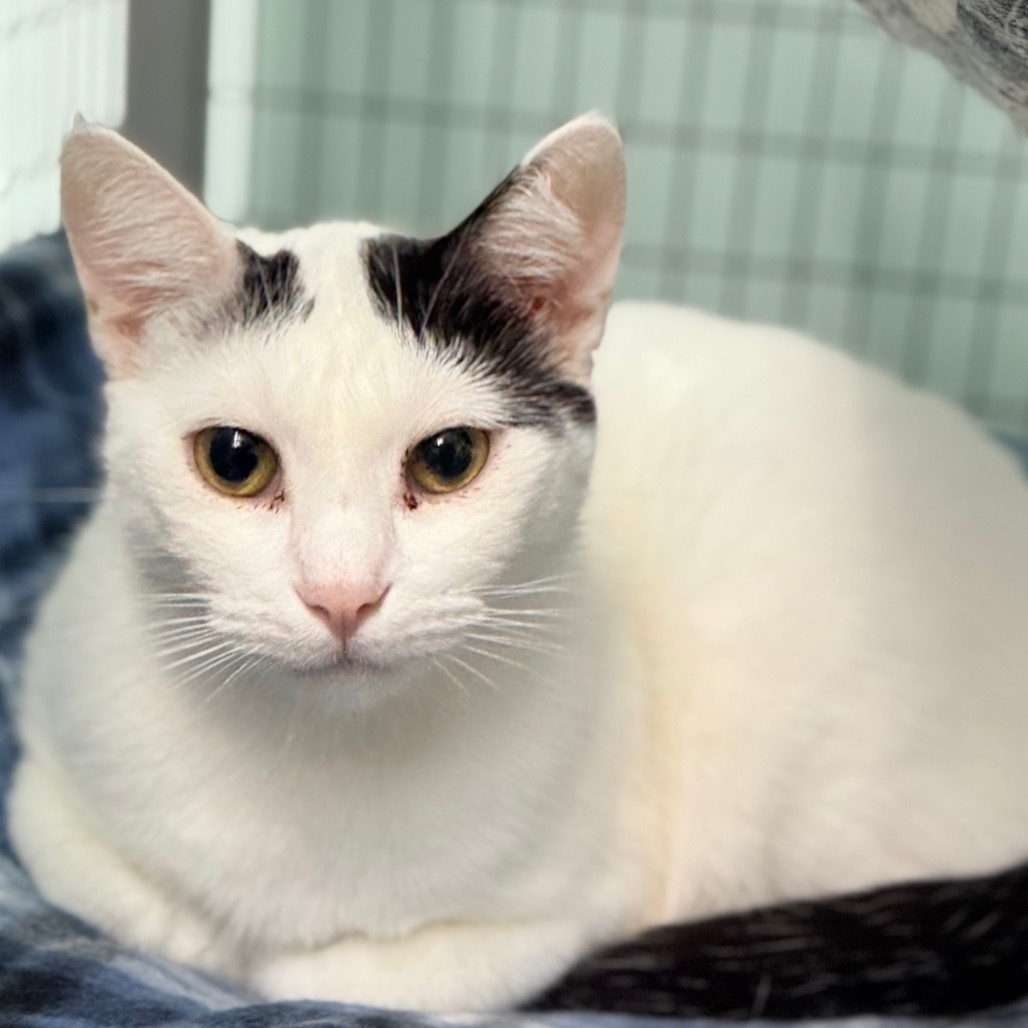 Cookie, an adoptable Domestic Short Hair in Redwood Valley, CA, 95470 | Photo Image 1
