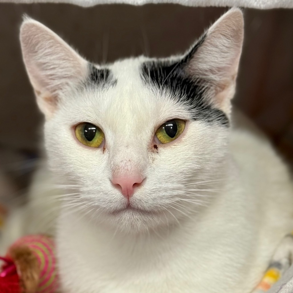 Cookie, an adoptable Domestic Short Hair in Redwood Valley, CA, 95470 | Photo Image 2