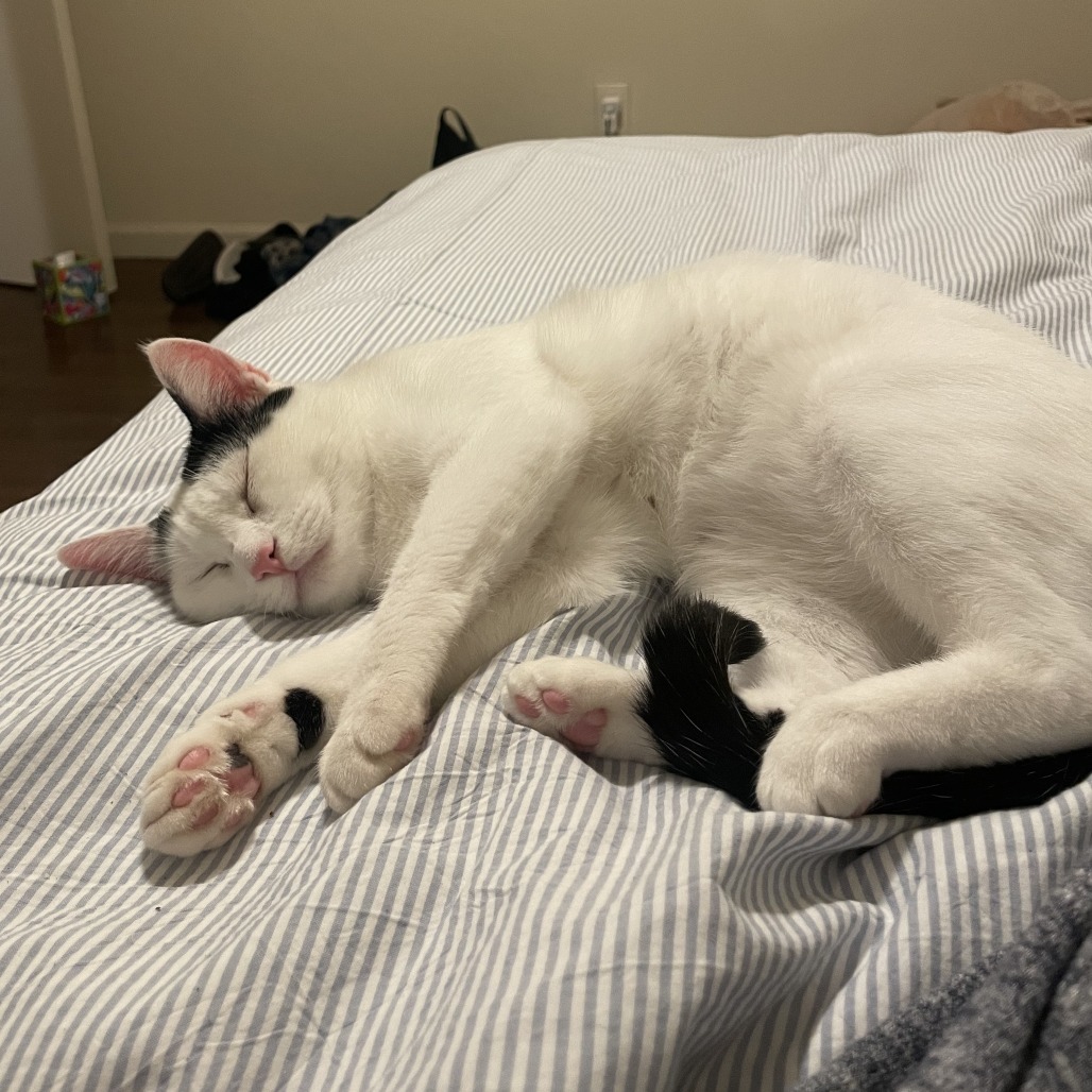 Cookie, an adoptable Domestic Short Hair in Redwood Valley, CA, 95470 | Photo Image 3