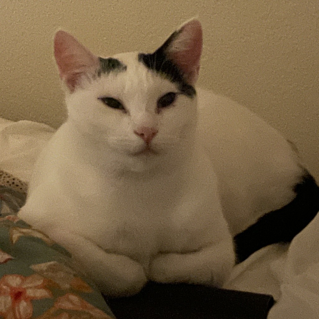 Cookie, an adoptable Domestic Short Hair in Redwood Valley, CA, 95470 | Photo Image 4