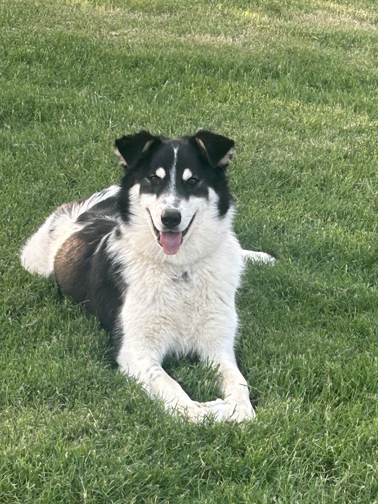 Buddy
